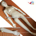 ISO Basic Female Nursing Manikin, Patient Care Manikin, Trainingspuppe